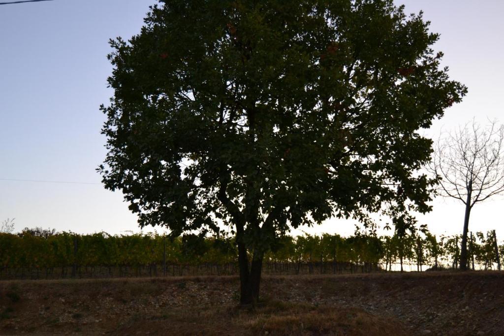 אקווי טרמה Agriturismo Costa Dei Platani מראה חיצוני תמונה